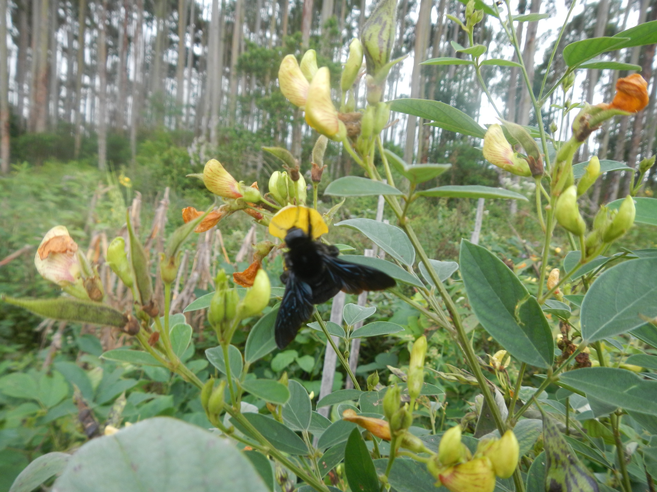 20140404 Fazenda Entomologia Mamangava Guandu ADAE 002.jpg