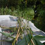 20140507 Fazenda Bambu coleta de brotos para micropropagação 007.jpg