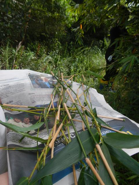 20140507 Fazenda Bambu coleta de brotos para micropropagação 007.jpg