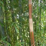 20140507 Fazenda Bambu coleta de brotos para micropropagação 008.jpg