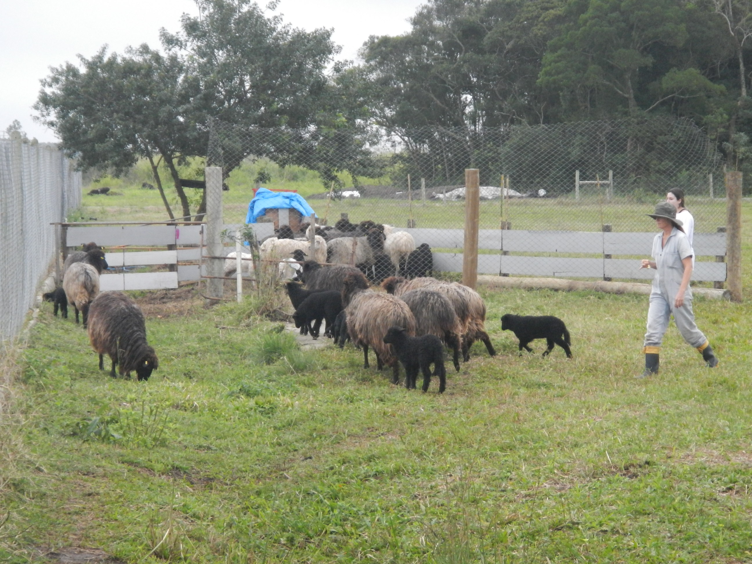 20140613 Fazenda Ovinocultura ovelhas zootecnia 002.jpg