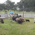 20140613 Fazenda Ovinocultura ovelhas zootecnia 002.jpg