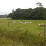 20140613 Fazenda Ovinocultura ovelhas zootecnia 003.jpg