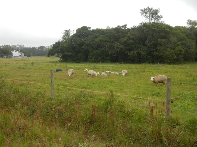 20140613 Fazenda Ovinocultura ovelhas zootecnia 003.jpg