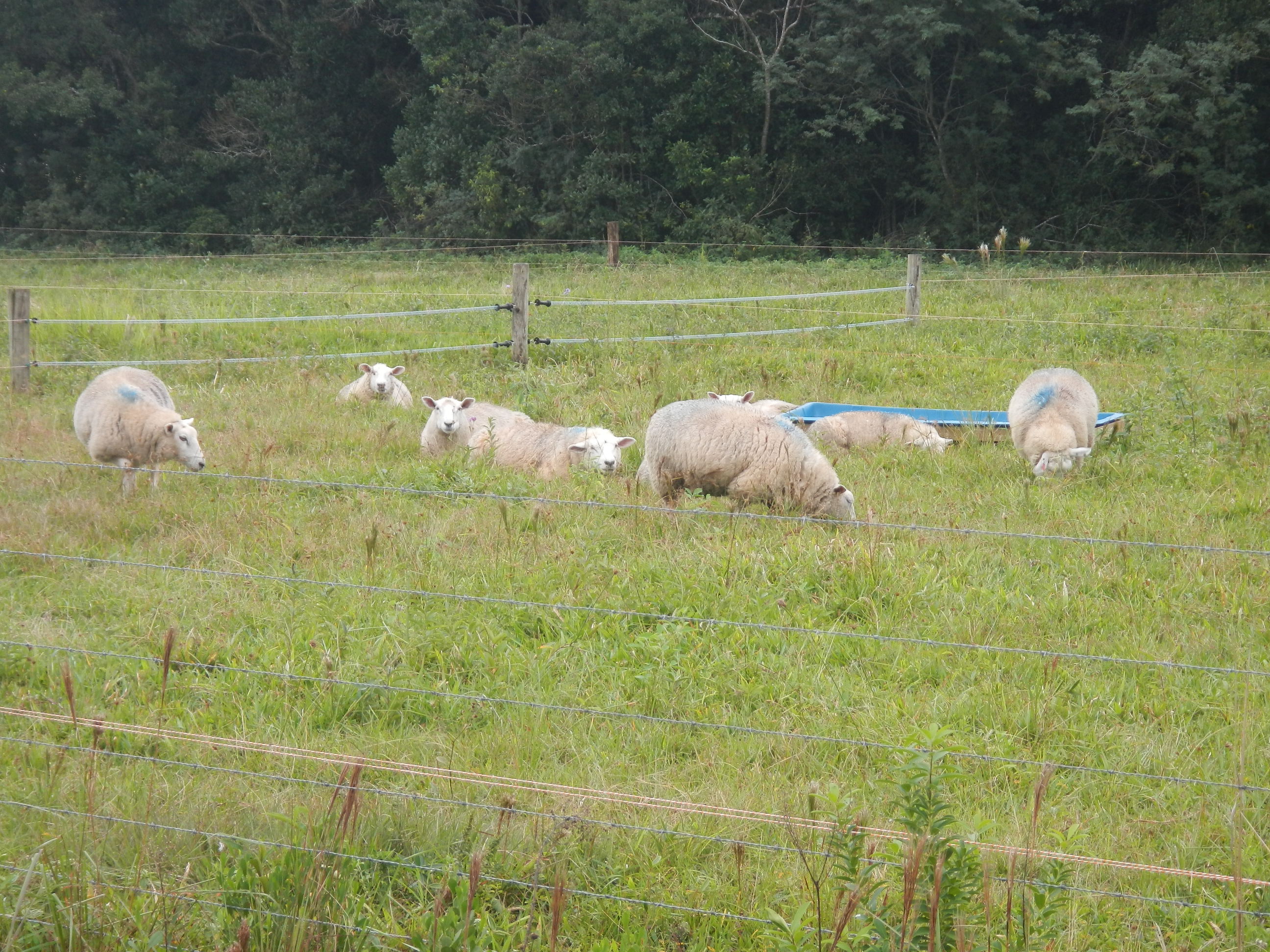 20140613 Fazenda Ovinocultura ovelhas zootecnia 004.jpg