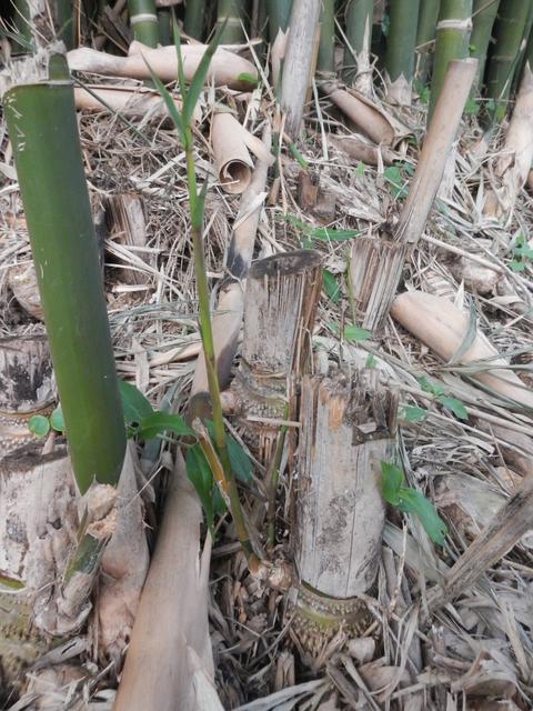 20140613 Fazenda Bambu rebrote para chusquines Bambusa tuldoides 001.jpg