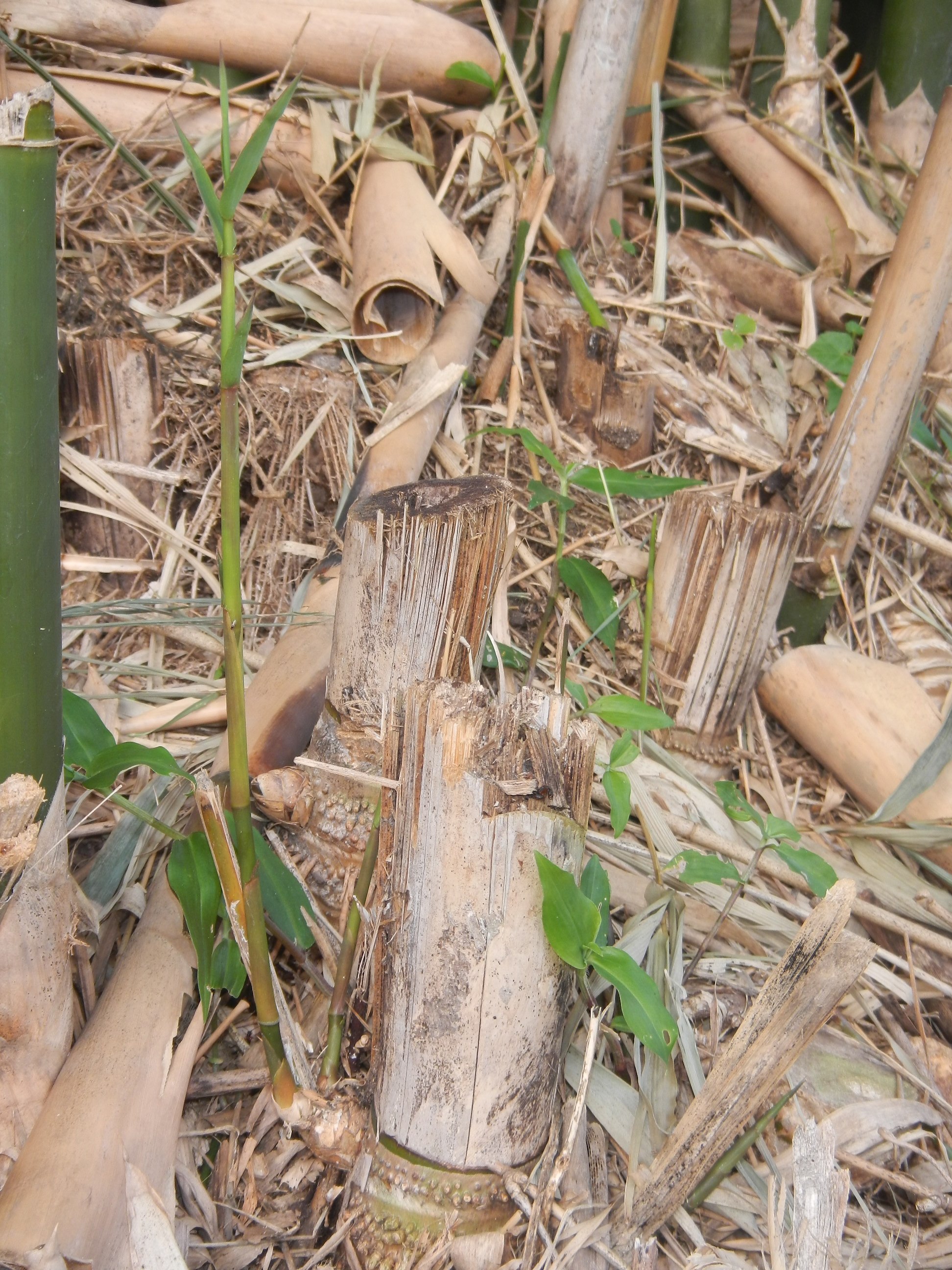 20140613 Fazenda Bambu rebrote para chusquines Bambusa tuldoides 002.jpg