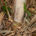 20140613 Fazenda Bambu rebrote para chusquines Bambusa tuldoides 003.jpg