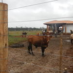20140613 Fazenda Centro de Manejos bovinocultura estrutura bois 001.jpg