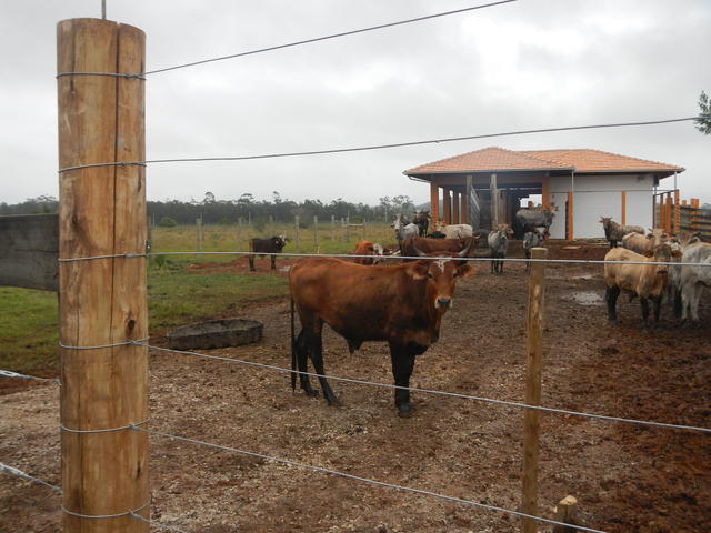 20140613 Fazenda Centro de Manejos bovinocultura estrutura bois 001.jpg