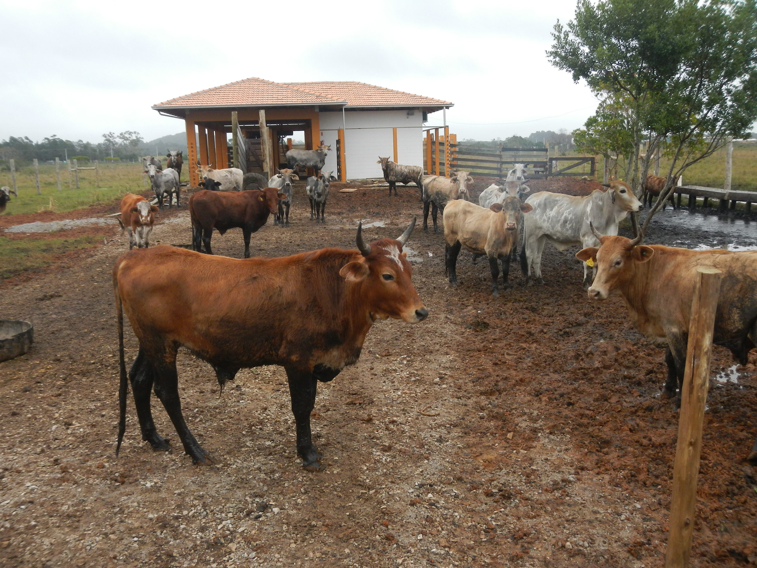 20140613 Fazenda Centro de Manejos bovinocultura estrutura bois 002.jpg