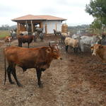 20140613 Fazenda Centro de Manejos bovinocultura estrutura bois 002.jpg