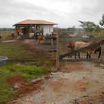 20140613 Fazenda Centro de Manejos bovinocultura estrutura bois 003.jpg