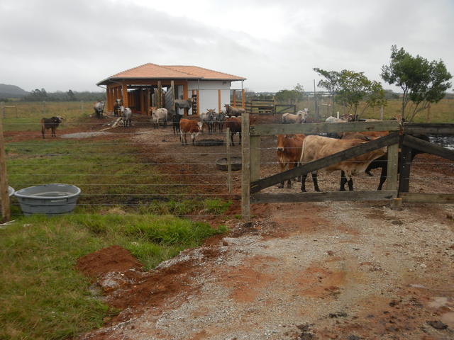 20140613 Fazenda Centro de Manejos bovinocultura estrutura bois 003.jpg