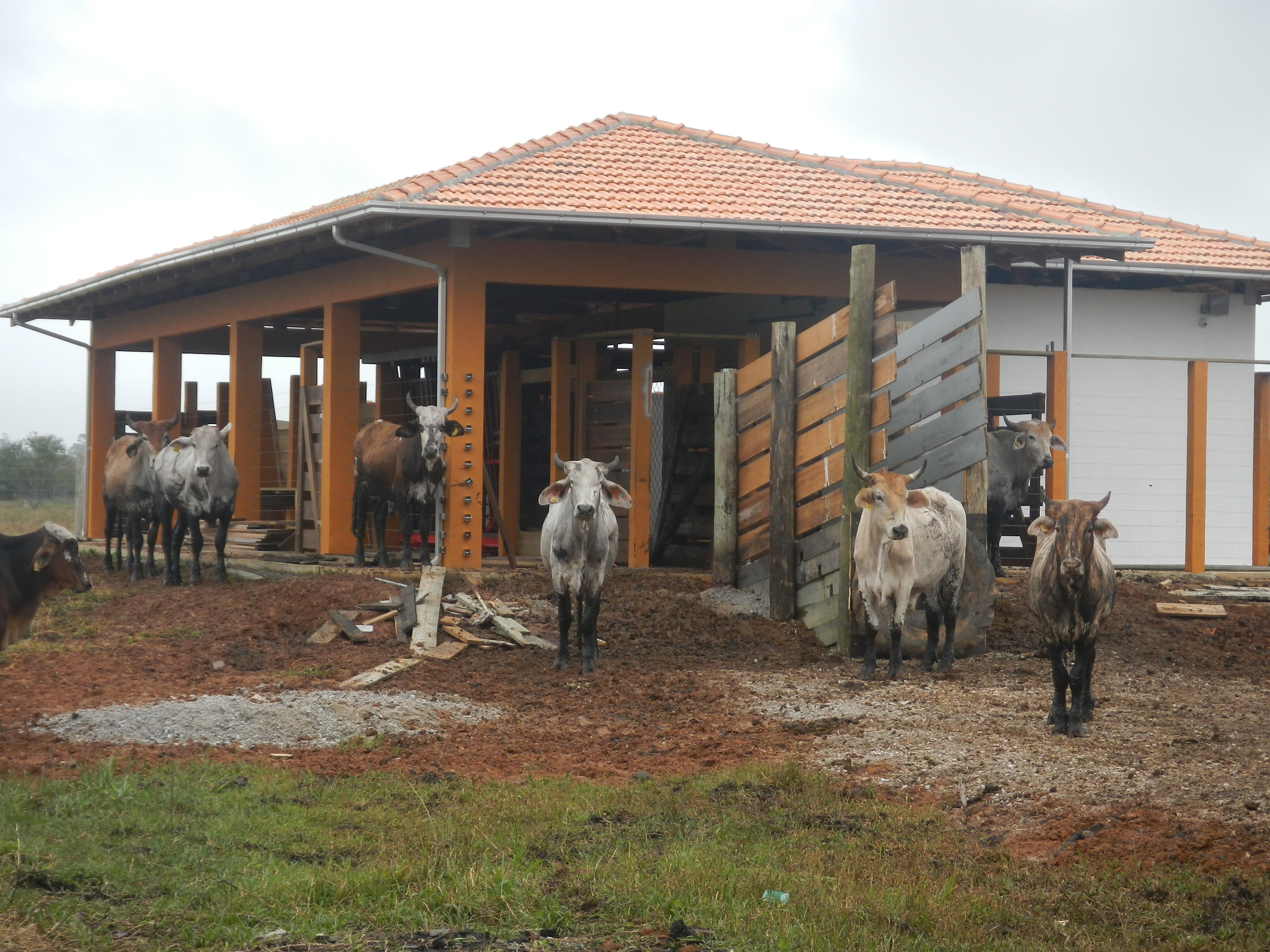 20140613 Fazenda Centro de Manejos bovinocultura estrutura bois 004.jpg