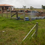 20140613 Fazenda Centro de Manejos bovinocultura estrutura bois 005.jpg