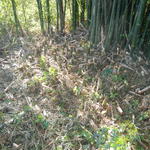 20140616 Fazenda Touceira de bambu mal manejada corte errado 001.jpg