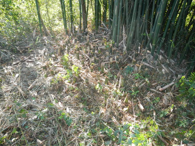 20140616 Fazenda Touceira de bambu mal manejada corte errado 001.jpg