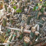 20140616 Fazenda Touceira de bambu mal manejada corte errado 003.jpg