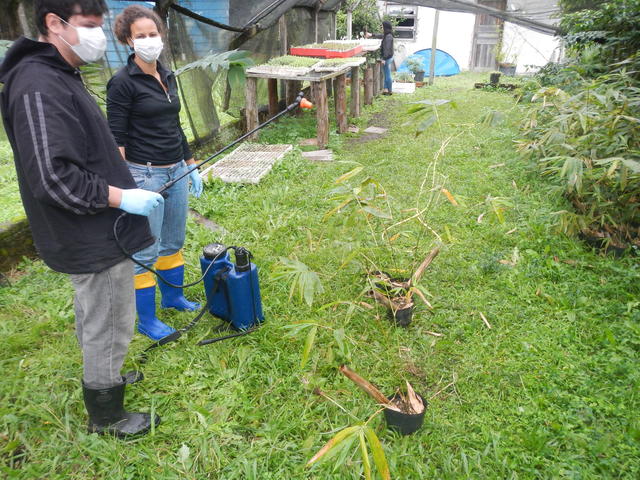 20140616 Fazenda Bambu aplicação tratameno natural cochonilha 001.jpg