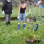 20140616 Fazenda Bambu aplicação tratameno natural cochonilha 002.jpg