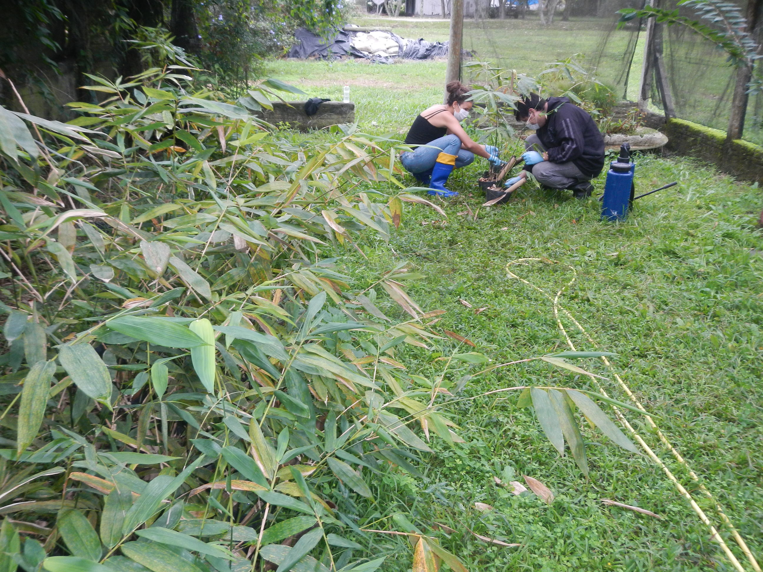 20140616 Fazenda Bambu aplicação tratameno natural cochonilha 004.jpg