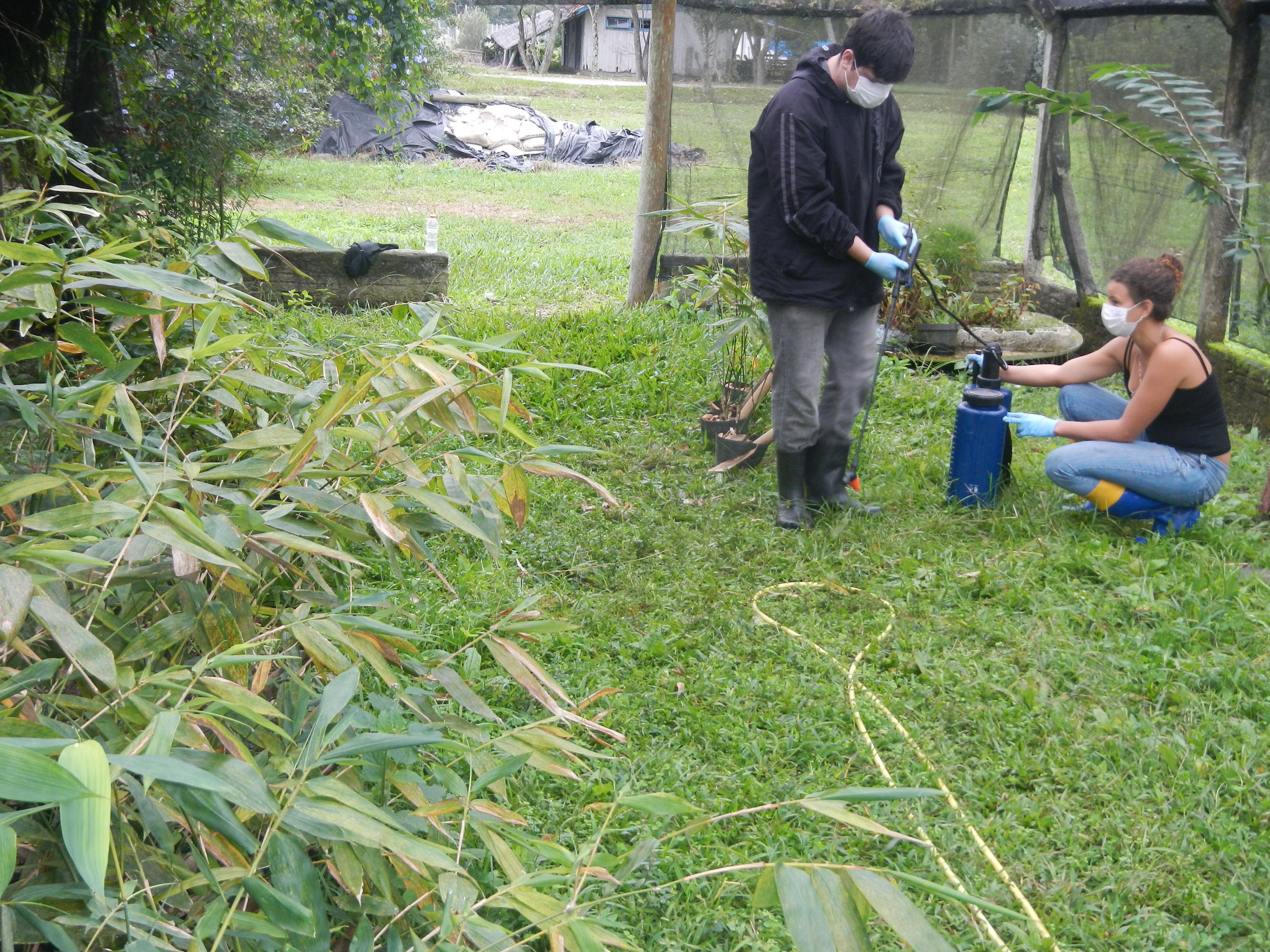 20140616 Fazenda Bambu aplicação tratameno natural cochonilha 005.jpg