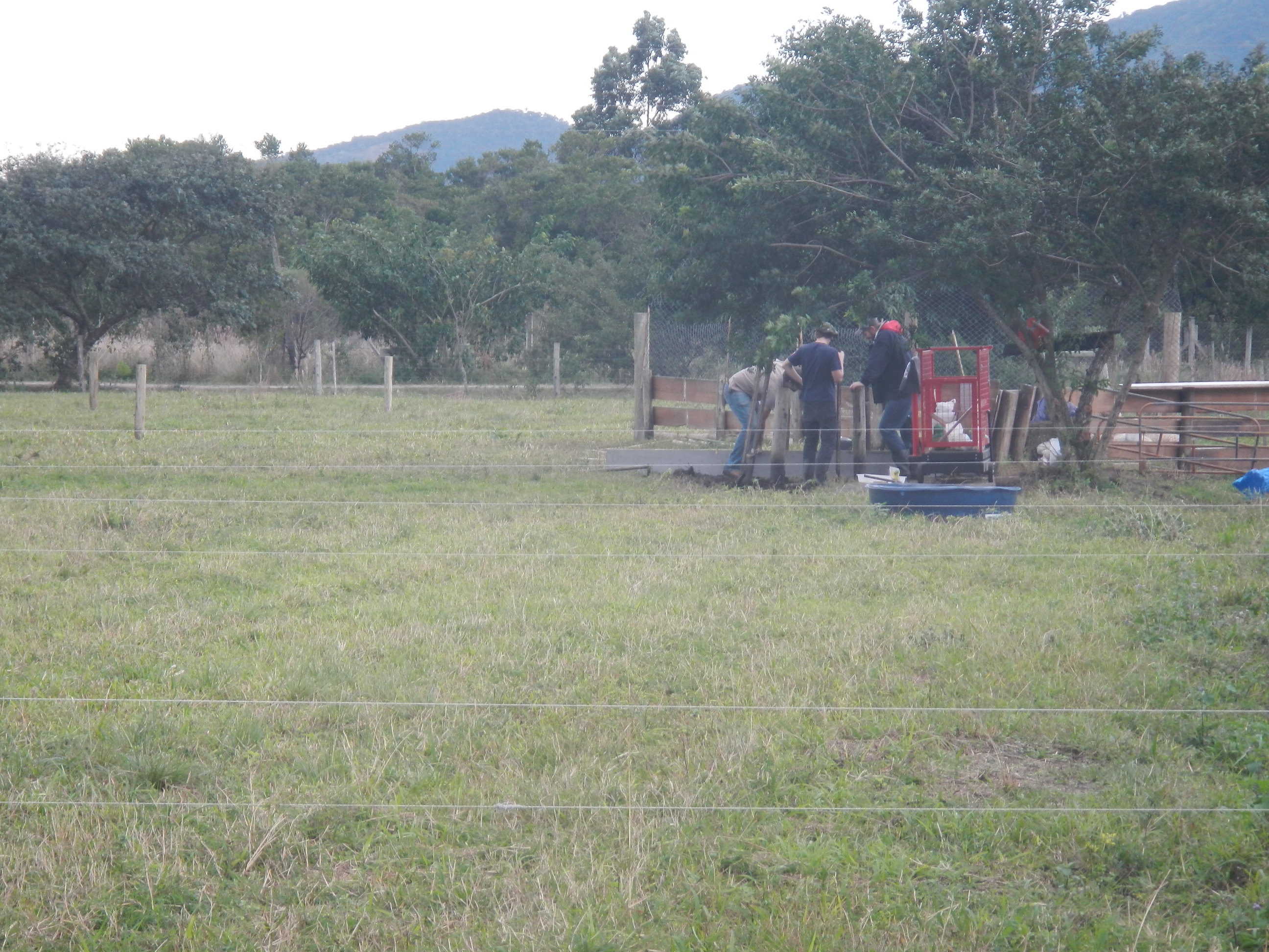 20140625 Fazenda Ovinocultura Ovelhas 003.jpg