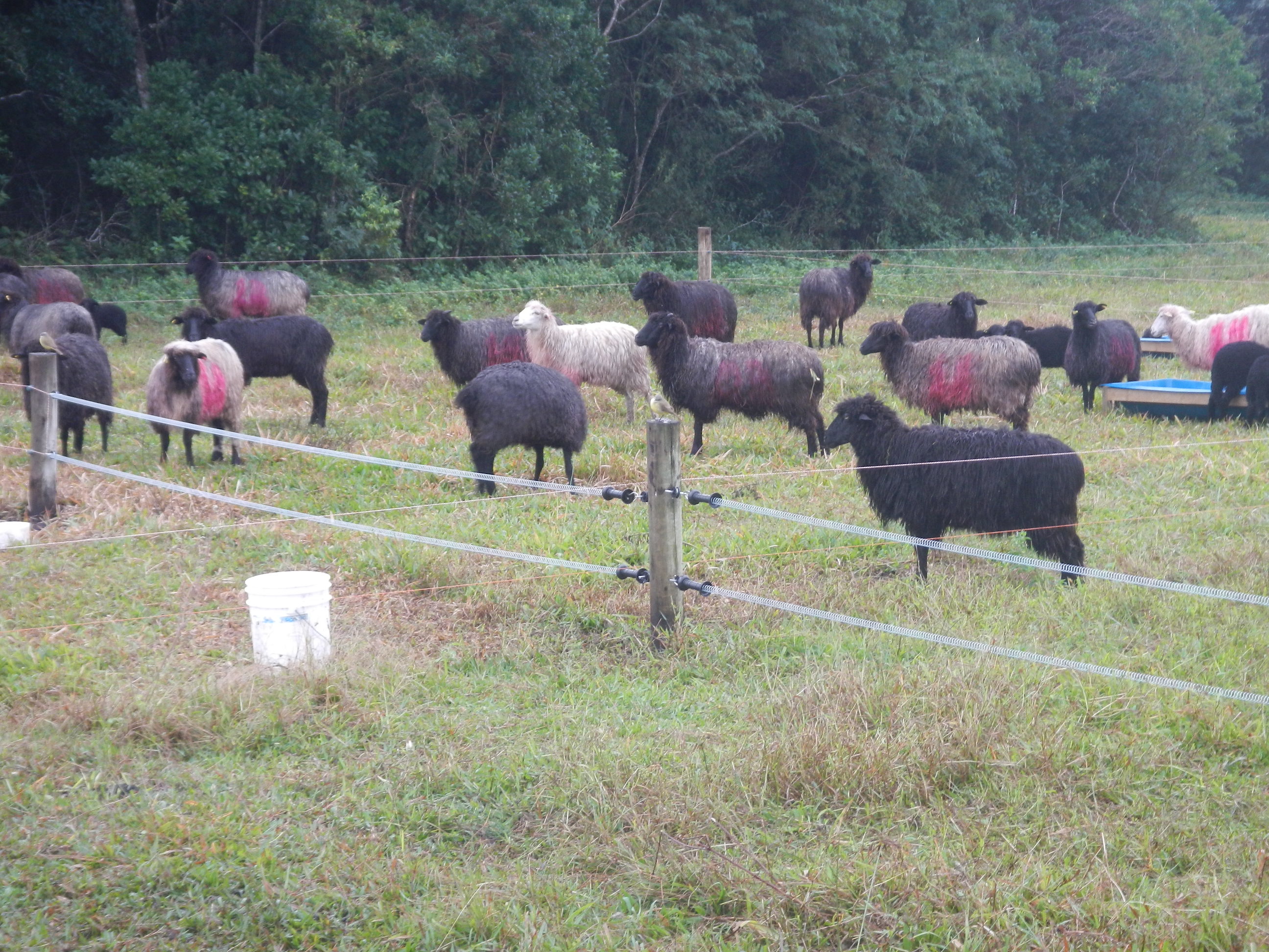 20140626 Fazenda Ovinocultura Ovelhas.jpg