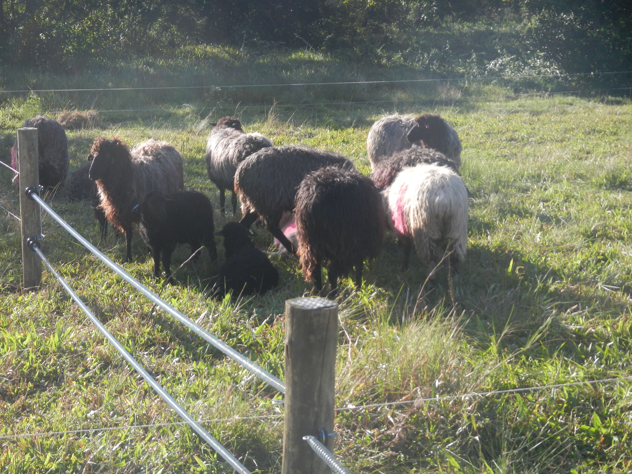 20140630 Fazenda Ovinocultura Ovelhas 001.jpg