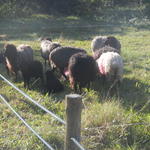 20140630 Fazenda Ovinocultura Ovelhas 001.jpg
