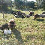 20140701 Fazenda Ovinocultura Ovelhas Manejo zootecnia 005.jpg