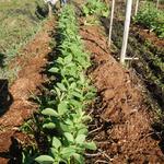 20140701 Fazenda Agroecologia ADAE anuais brotação inverno 001.jpg