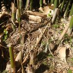 20140701 Fazenda Bambu Bambusa tuldoides chusquines brotação 001.jpg