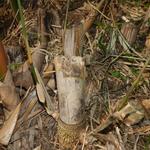 20140701 Fazenda Bambu Bambusa tuldoides chusquines brotação 002.jpg