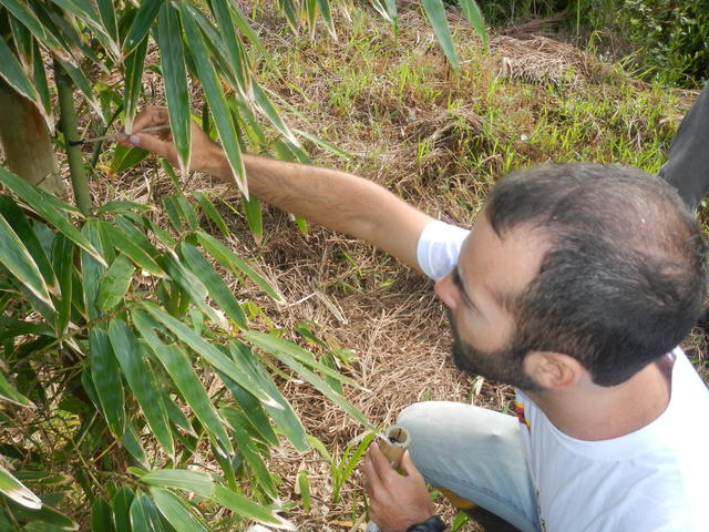20140702 Fazenda Bambu Manejo Pintura anos de brotação touceiras 011.jpg