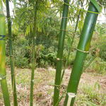 20140702 Fazenda Bambu Manejo Pintura anos de brotação touceiras 016.jpg