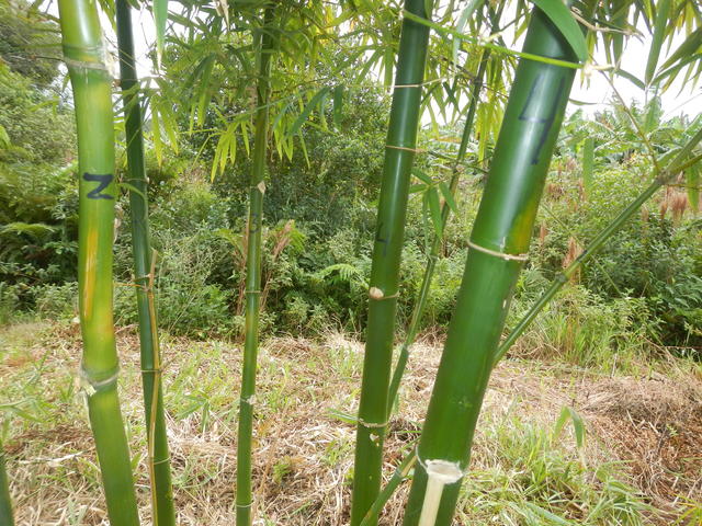 20140702 Fazenda Bambu Manejo Pintura anos de brotação touceiras 016.jpg
