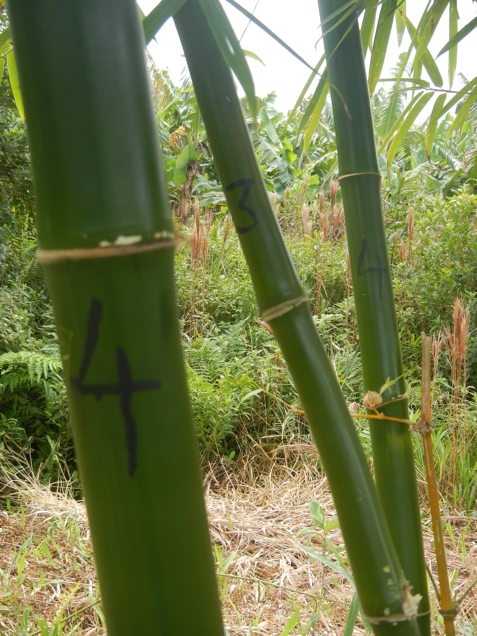 20140702 Fazenda Bambu Manejo Pintura anos de brotação touceiras 017.jpg