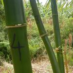 20140702 Fazenda Bambu Manejo Pintura anos de brotação touceiras 017.jpg