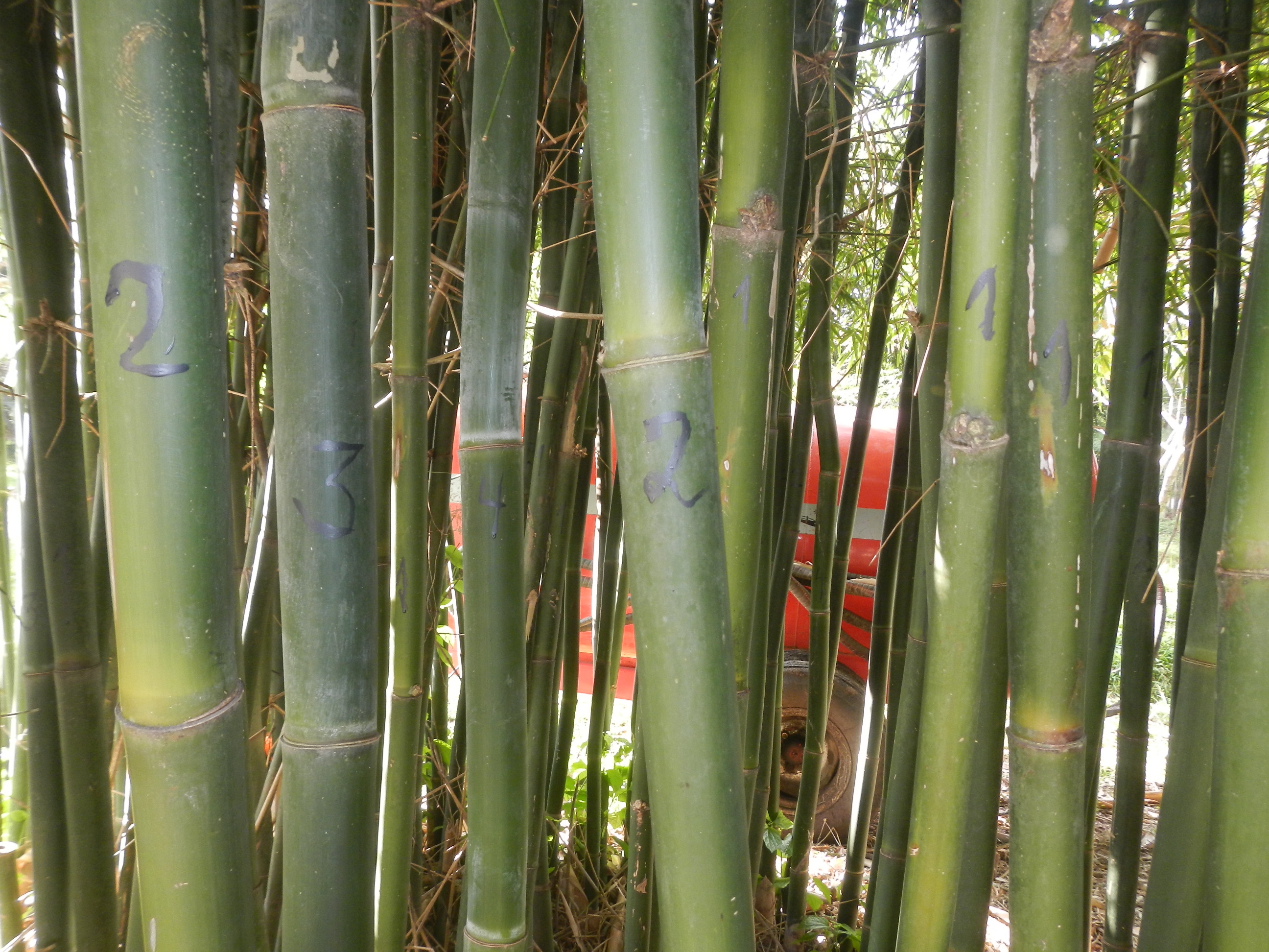 20140702 Fazenda Bambu Manejo Pintura anos de brotação touceiras 020.jpg