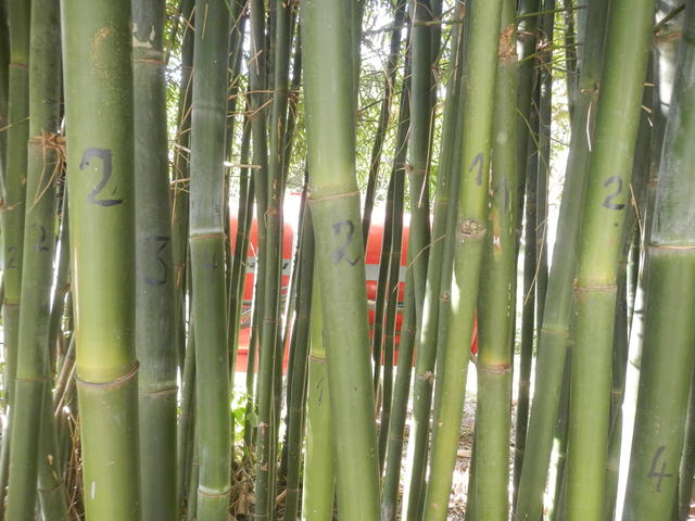 20140702 Fazenda Bambu Manejo Pintura anos de brotação touceiras 021.jpg