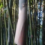 20140703 Fazenda Bambusa tuldoides folha de colmo bambu.jpg