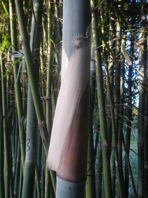 20140703 Fazenda Bambusa tuldoides folha de colmo bambu.jpg