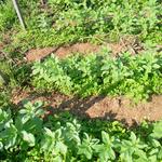 20140704 Fazenda Agroecologia ADAE Anuais inverno Germinação 001.jpg