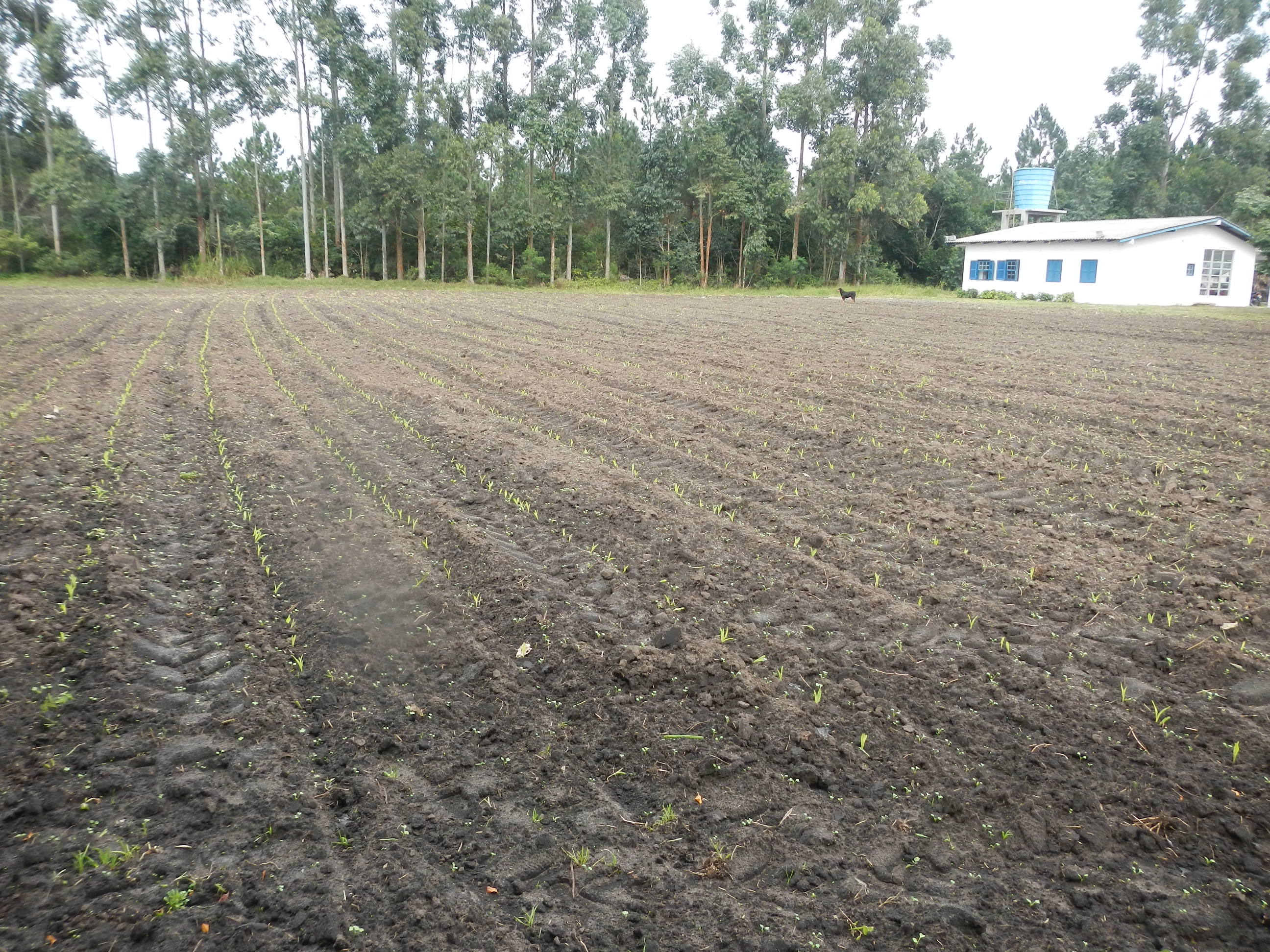 20140728 Fazenda Área Lavoura atrás escritório plantada milho 1.jpg