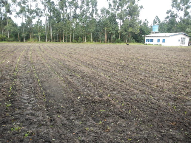20140728 Fazenda Área Lavoura atrás escritório plantada milho 1.jpg