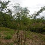 20140728 Fazenda Coleção bambus bambuseto 001.jpg