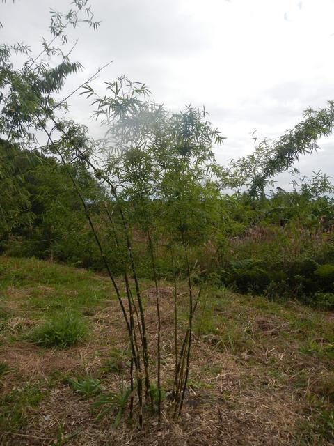 20140728 Fazenda Coleção bambus bambuseto 001.jpg
