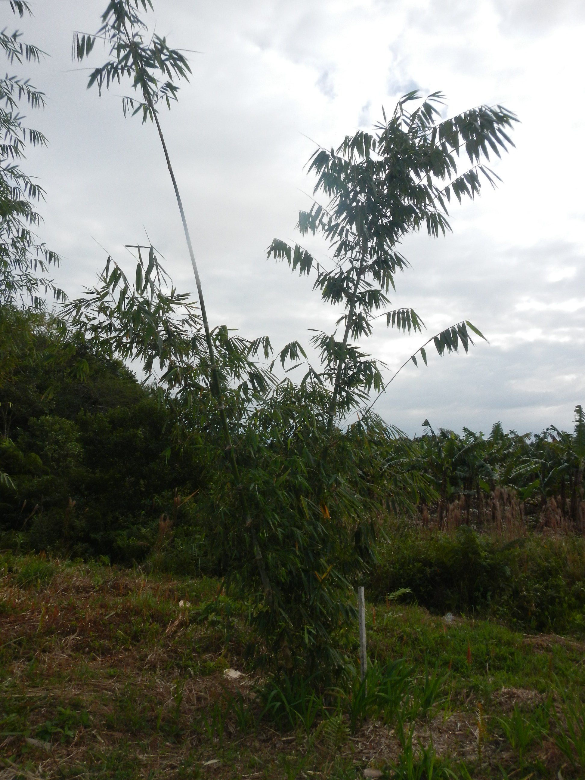 20140728 Fazenda Coleção bambus bambuseto 003.jpg